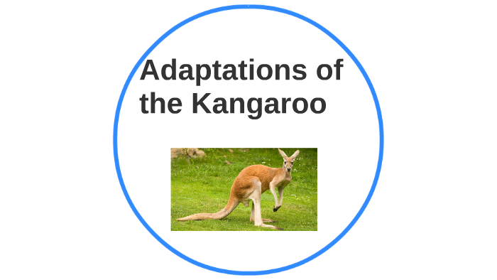 Adaptations of the Kangaroo by Meghan McCoy on Prezi