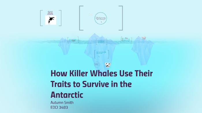 5 FUN FACTS ABOUT KILLER WHALES visual data 4