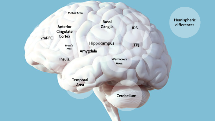 Brain areas by Anna Bischoff on Prezi