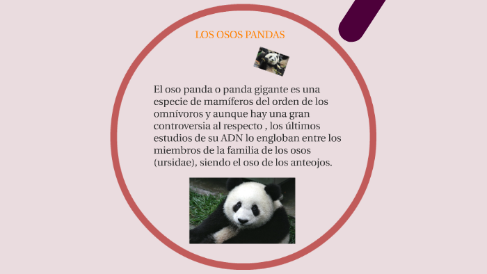 LOS OSOS PANDAS By Jenny Gutiérrez Frías