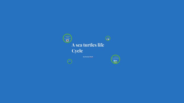 A sea turtles life by Denise Hurd on Prezi