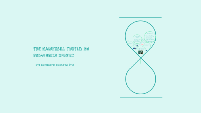 The hawksbill turtle: an endangered species by brooklyn roberts on Prezi