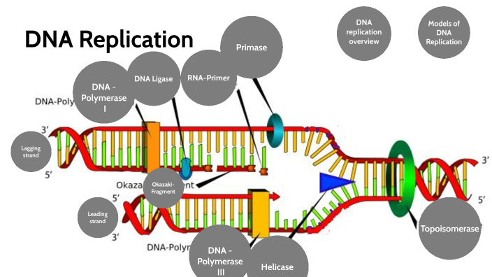 DNA replication by Jerry chen on Prezi