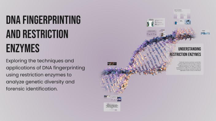 DNA Fingerprinting and Restriction Enzymes by l m on Prezi
