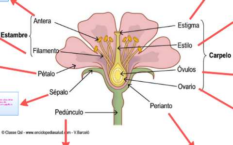 se llama estigma a la parte del gineceo que recibe el polen by Antonia ...