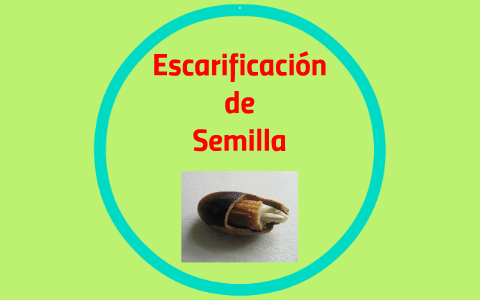 Escarificación De Semillas By Denis Sanchez On Prezi