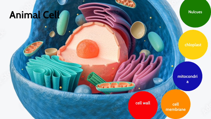 Animal Cell by Leo Vitelli on Prezi