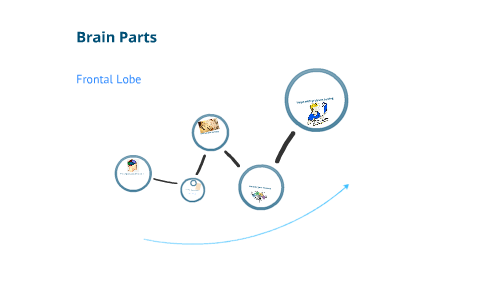 Parts of the Brain by Matthew Bradford on Prezi