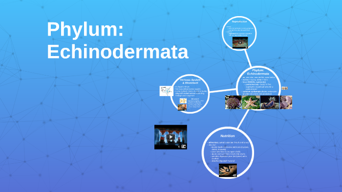 5-06: Phylum: Echinodermata by Kimberly Christian on Prezi