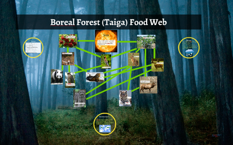 boreal forest animal food web