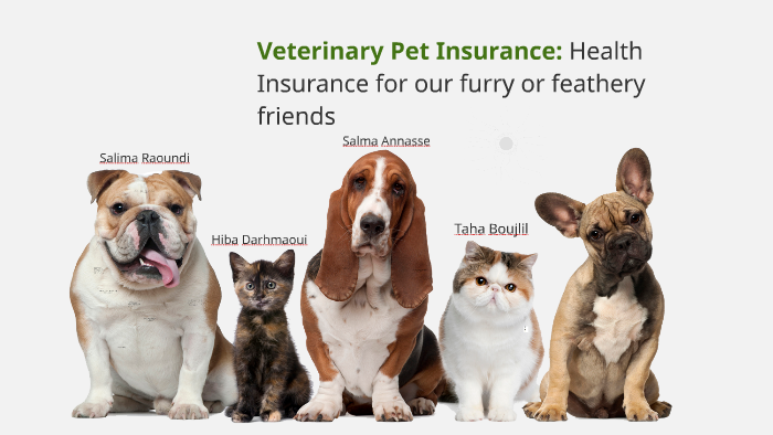 VPI: Health Insurance for our Furry or Feathery friends by Salma ...