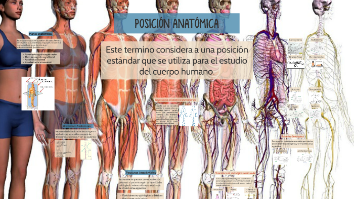 Posición Anatómica Del Cuerpo