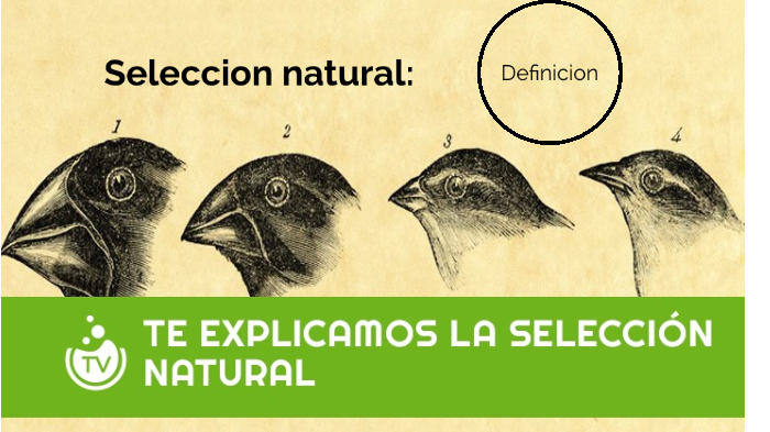 definición de selección natural