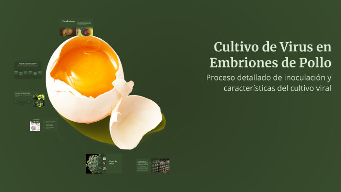 cultivo-de-virus-en-embriones-de-pollo-by-nors-mendez-on-prezi