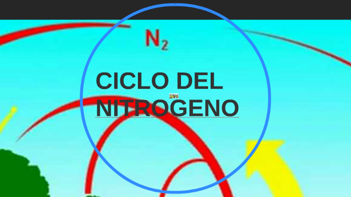 Ciclo Del Nitrogeno By Evelyn Balcazar On Prezi 5852