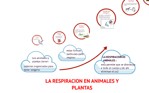 LA RESPIRACION EN ANIMALES Y PLANTAS by maria fernanda arratea ortega ...