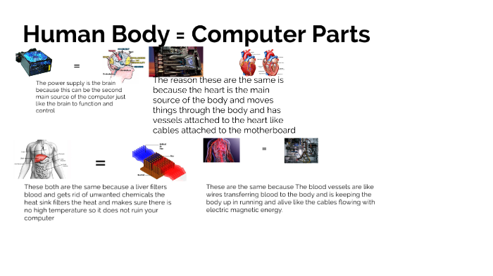 essay about computer parts similar to the human body