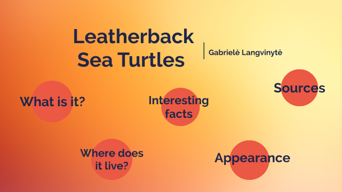 Leatherback Sea Turtles by Gabrielė Langvinytė on Prezi