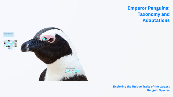 Emperor Penguins: Taxonomy and Adaptations by aggie justesen on Prezi