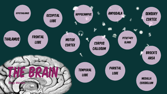 AP Psychology Brain Project by Shreeya Menon on Prezi Next