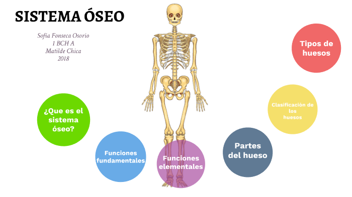 Sistema óseo by Sofia Fonseca on Prezi