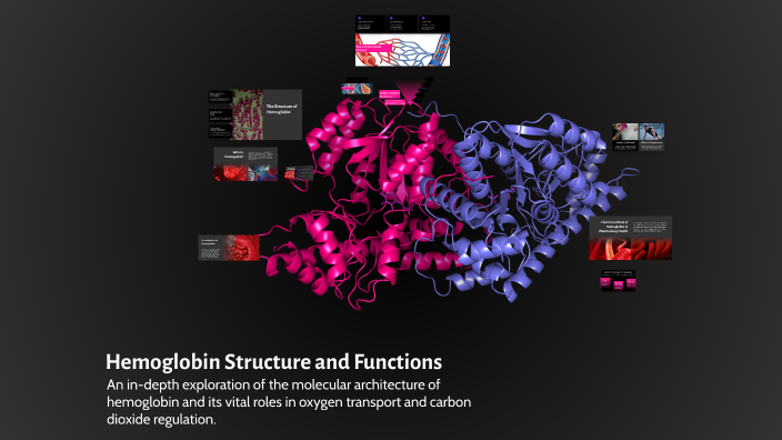 Hemoglobin Structure and Functions by ayşegül ilhan on Prezi