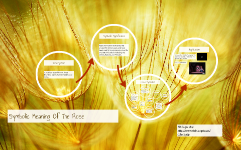 Connotation Of Roses Symbolic Meaning Of The Rose by on Prezi