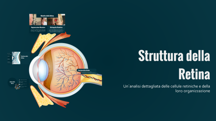 Struttura della Retina by ALESSANDRO MANNONE on Prezi
