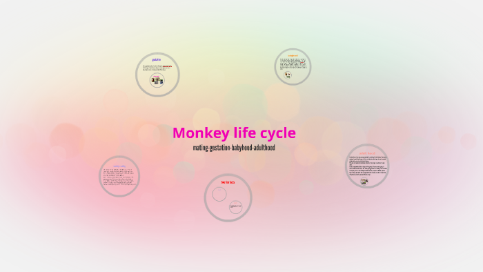 Life Cycle Stages Of A Monkey