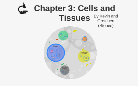 Chapter 3: Cells and Tissues by Gretchen Comstock on Prezi