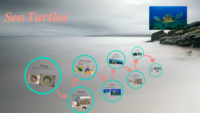 Sea Turtles by Shelby miotke on Prezi
