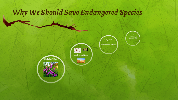 Four Reasons Why We Should Save Endangered Species – YOZJI