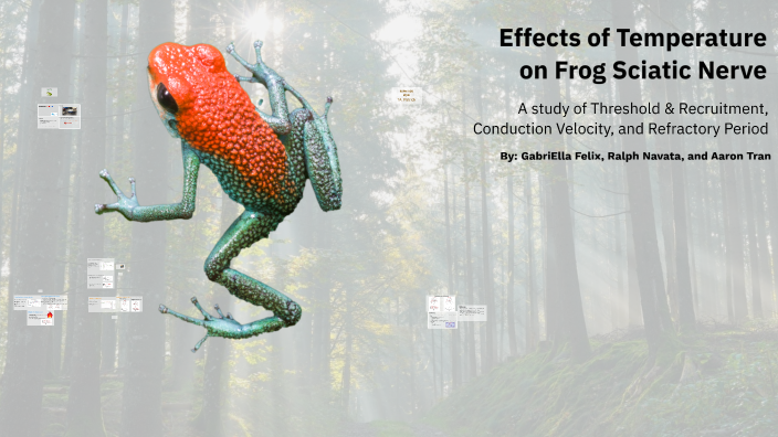 Effects of Temperature on Frog Sciatic Nerve by Ralph nav on Prezi