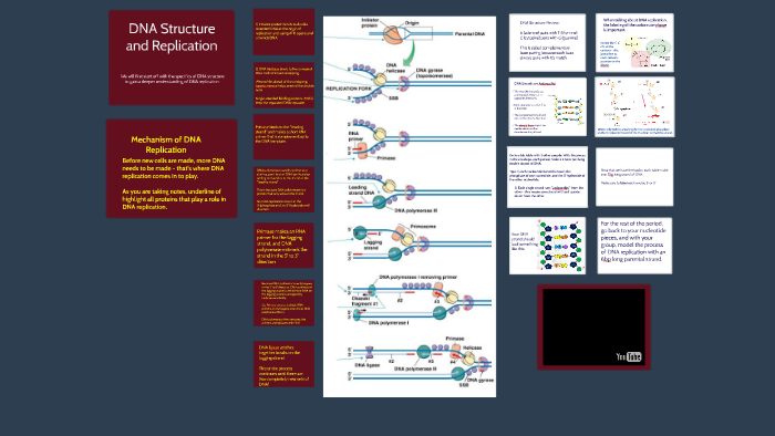 DNA Structure and Replication by James Stiltner on Prezi