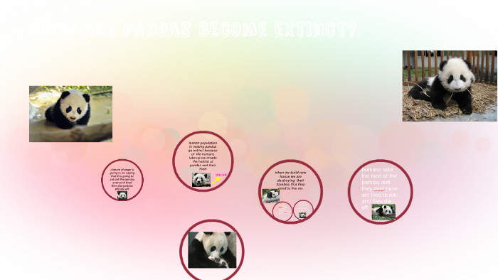 how are pandas become extinct? by rayona noval on Prezi