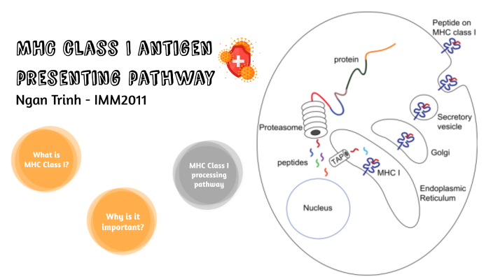 MHC Class I antigen presenting pathway by Ngan Trinh on Prezi