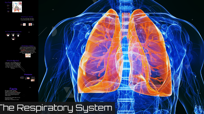 The Respiratory System by Caitlin McLaughlin