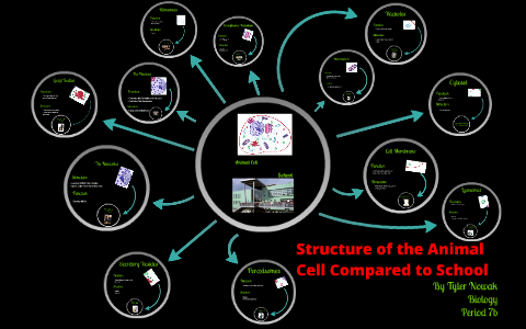 Stucture of the Animal Cell Compared to School by Tyler Nowak on Prezi