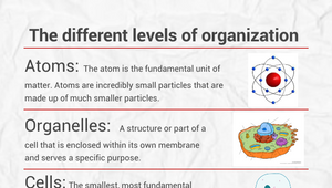 1.2: Assignment: Levels of Organization Presentation by Haylie Sar ...