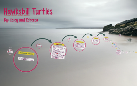 Sea Turtles by Haley Brinson on Prezi