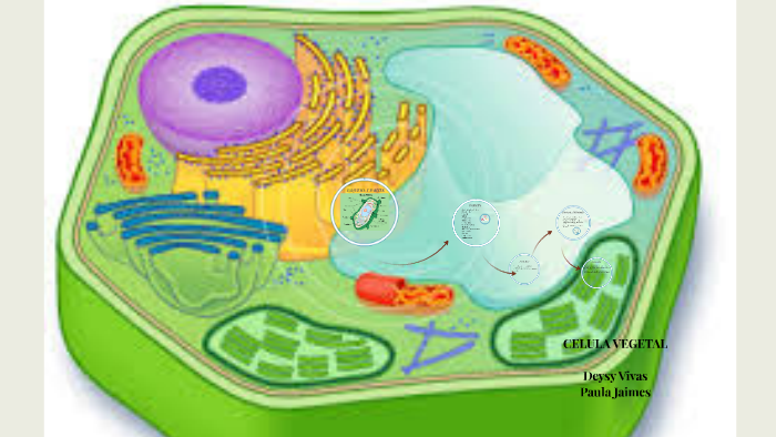 CELULA VEGETAL by maria pinto on Prezi