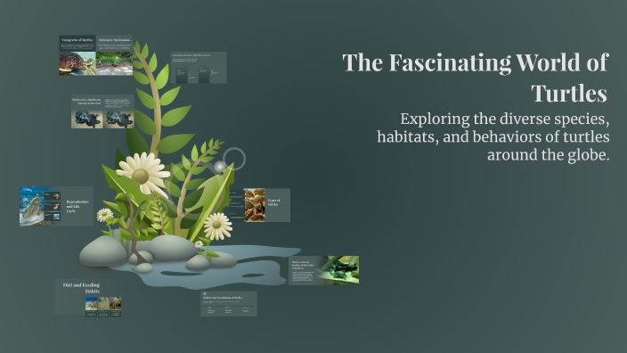 The Fascinating World of Turtles by ELIZA ROURKE on Prezi