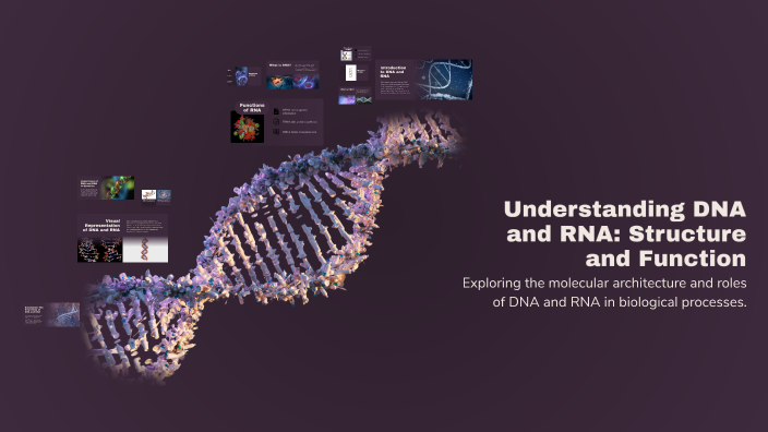Understanding DNA and RNA: Structure and Function by Hanan Ibrahim on Prezi