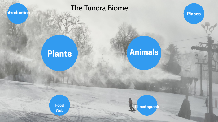 The Tundra Biome By JEREMIAH YOZMIER CHESTNUT On Prezi