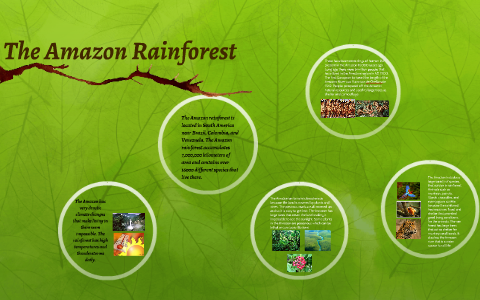 The Amazon Rainforest by Henri Dizdari on Prezi