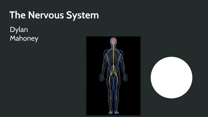 Nervous System by Dylan Mahoney on Prezi