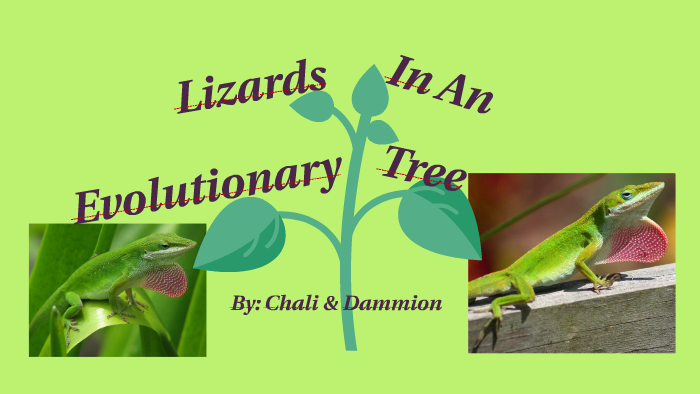 Lizards In An Evolutionary Tree By Chali Hindbaugh On Prezi