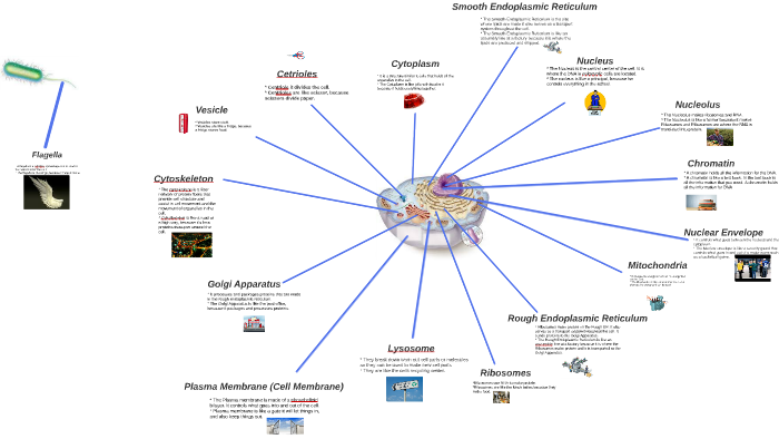 Cell Analogies Collage by Isiah Montoya on Prezi