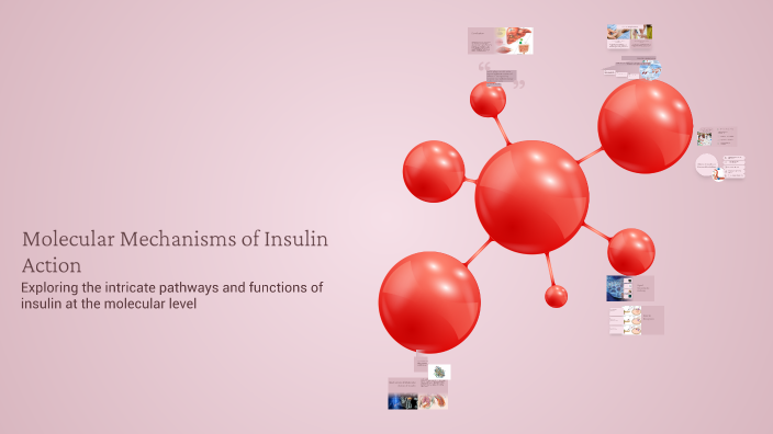 Molecular Mechanisms of Insulin Action by bogk881 on Prezi