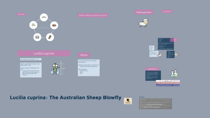 LUCY by on Prezi